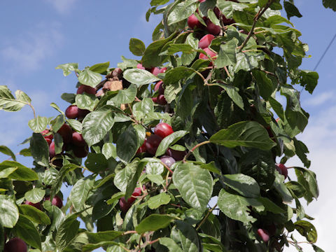 Prunus domestica