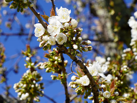 Prunus domestica