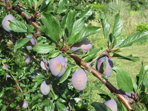 Prunus domestica