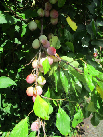 Prunus domestica