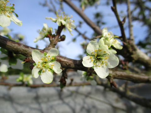 Prunus domestica