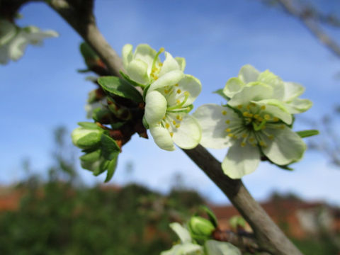 Prunus domestica