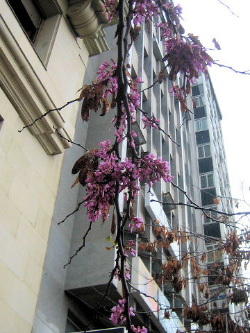 Cercis siliquastrum