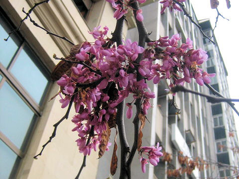 Cercis siliquastrum