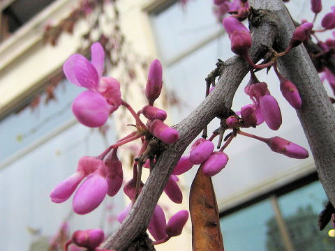 Cercis siliquastrum