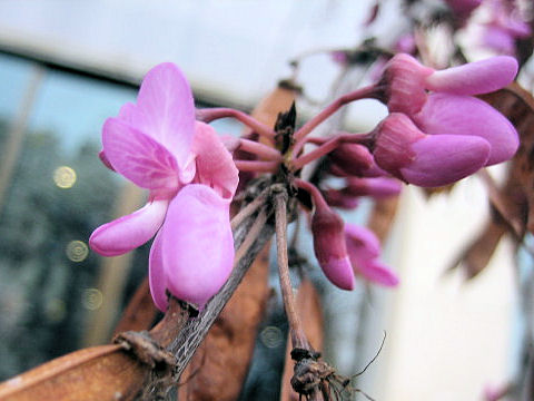 Cercis siliquastrum