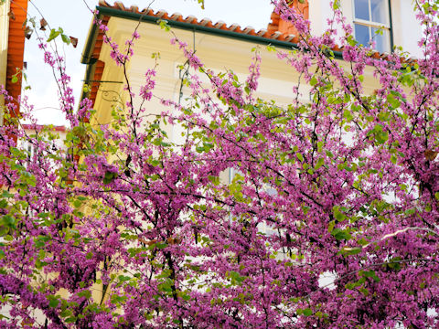 Cercis siliquastrum