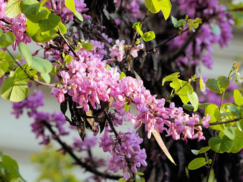 Cercis siliquastrum