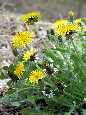 Taraxacum officinale