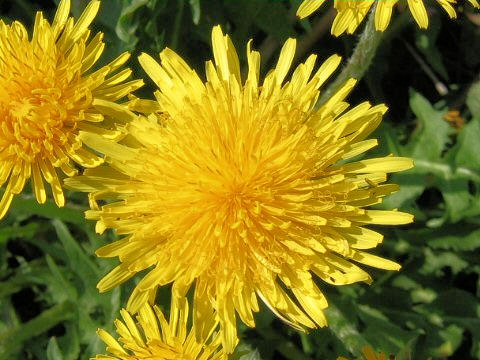 Taraxacum officinale