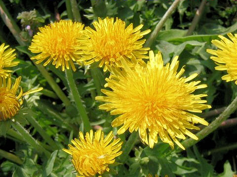 Taraxacum officinale