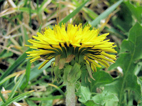 Taraxacum officinale