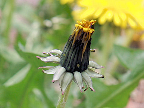 Taraxacum officinale