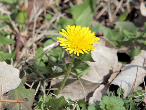 Taraxacum officinale