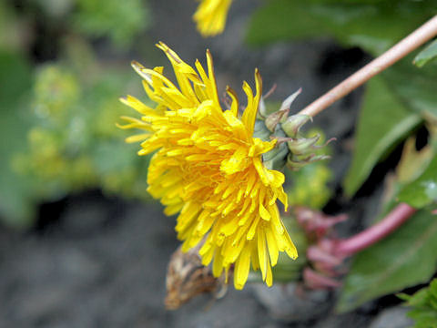 Taraxacum officinale