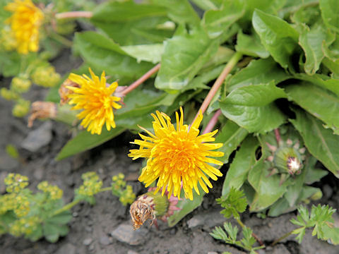 Taraxacum officinale