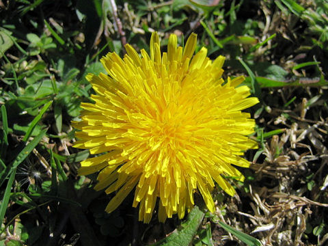 Taraxacum officinale