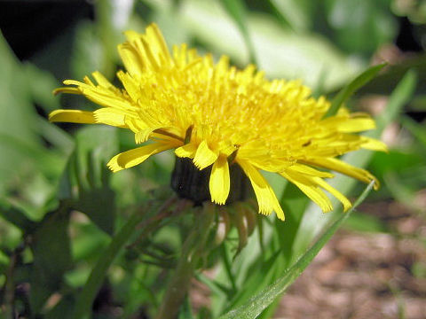 Taraxacum officinale