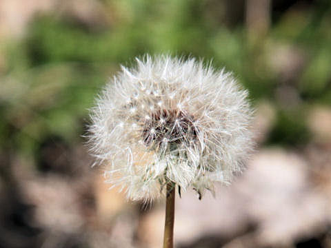 Taraxacum officinale