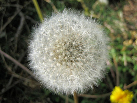 Taraxacum officinale