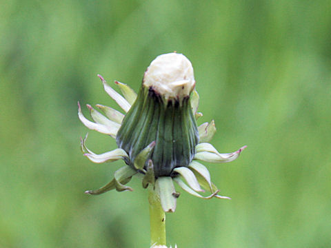 Taraxacum officinale