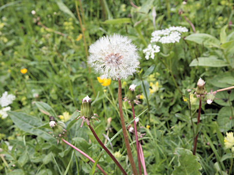 Taraxacum officinale