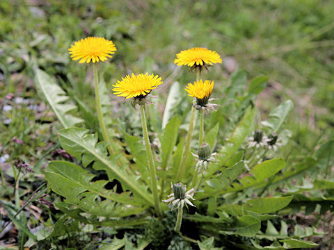 Taraxacum officinale