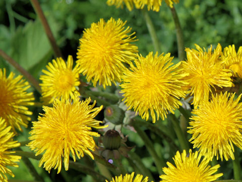 Taraxacum officinale