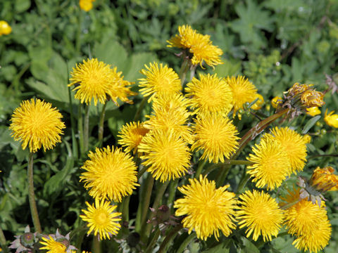 Taraxacum officinale