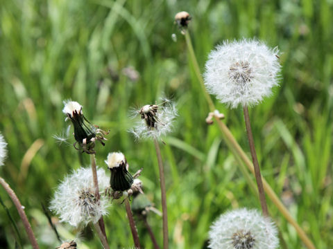 Taraxacum officinale