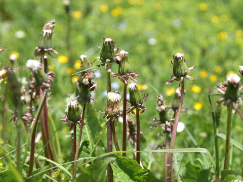 Taraxacum officinale