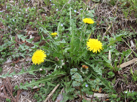 Taraxacum officinale