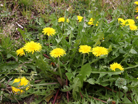 Taraxacum officinale