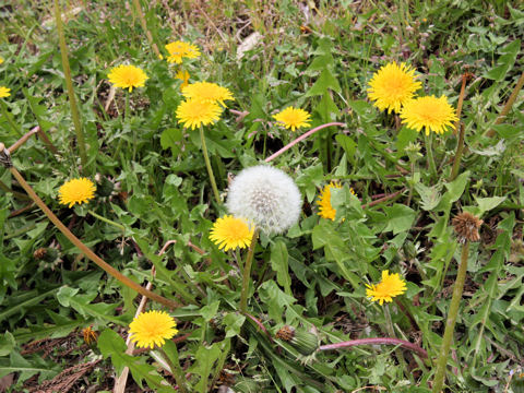 Taraxacum officinale