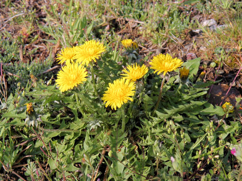 Taraxacum officinale