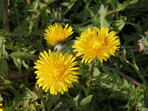 Taraxacum officinale