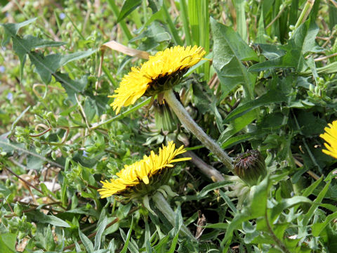 Taraxacum officinale