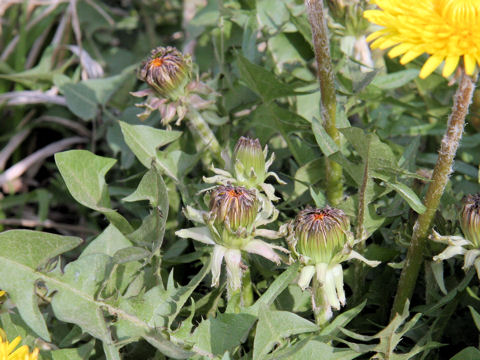 Taraxacum officinale