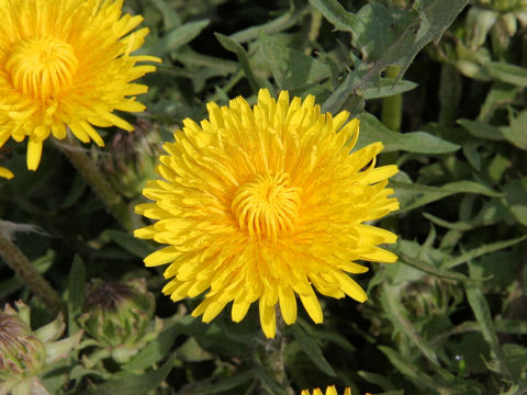 Taraxacum officinale