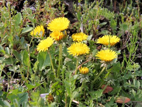 Taraxacum officinale