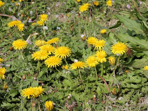 Taraxacum officinale