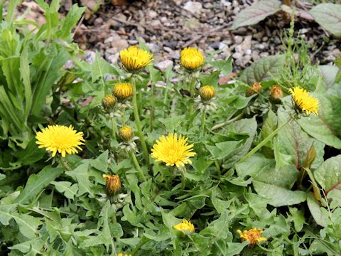 Taraxacum officinale