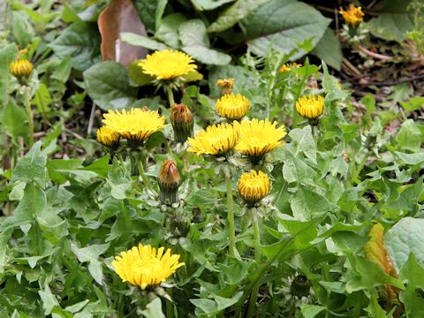 Taraxacum officinale