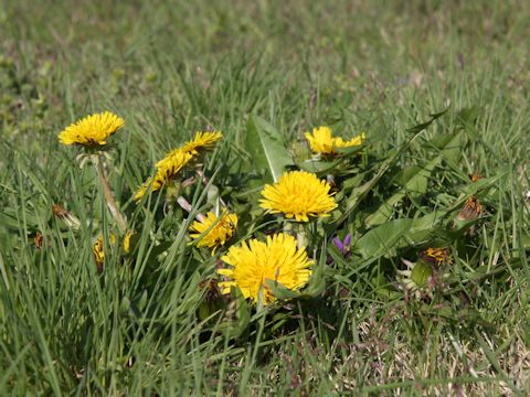 Taraxacum officinale