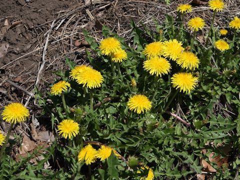 Taraxacum officinale