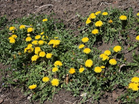 Taraxacum officinale