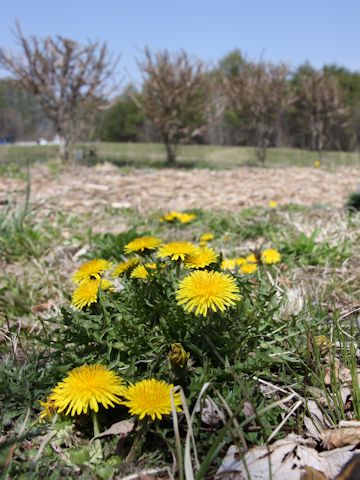 Taraxacum officinale