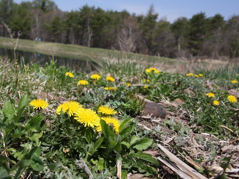 Taraxacum officinale