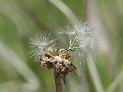 Taraxacum officinale