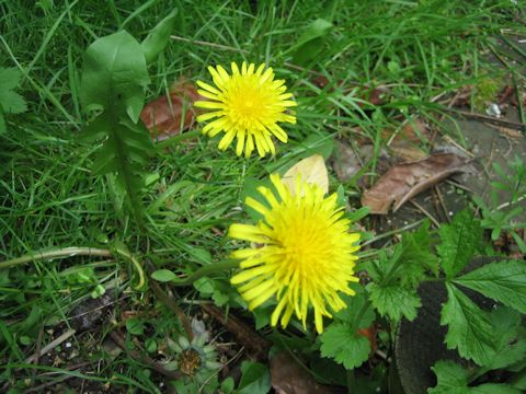 Taraxacum officinale